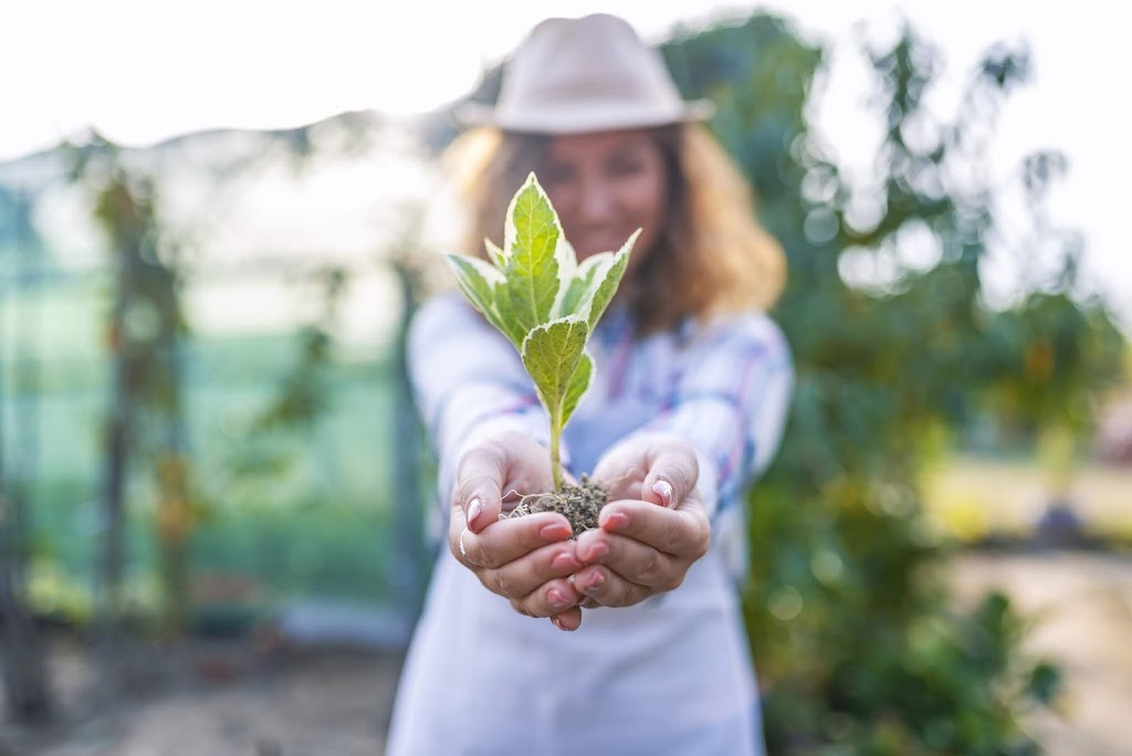 Female gardener hands holding a sapling